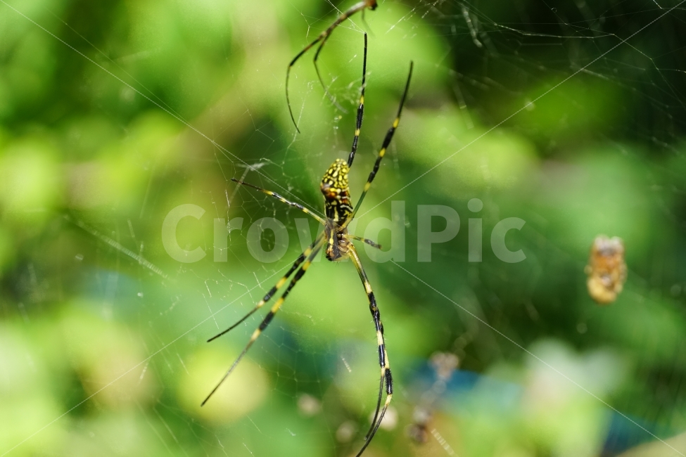 거미,거미줄,곤충,벌레,동물,식물,자연,줄기,여름,nature,animal,spider,summer,계절,season,감성,접사,macro,풍경,landscape,동물,animal,곤충,벌레,insect,bug