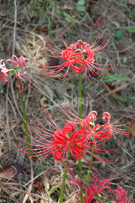 꽃,꽃무릇,수선화과,식물,자연,붉은상사화,붉은색꽃,식물,자연,plants,nature,꽃,flower