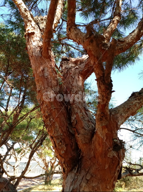나무,식물,나무가지,tree,treetrunk,소나무,나무줄기,나무,trees,wood