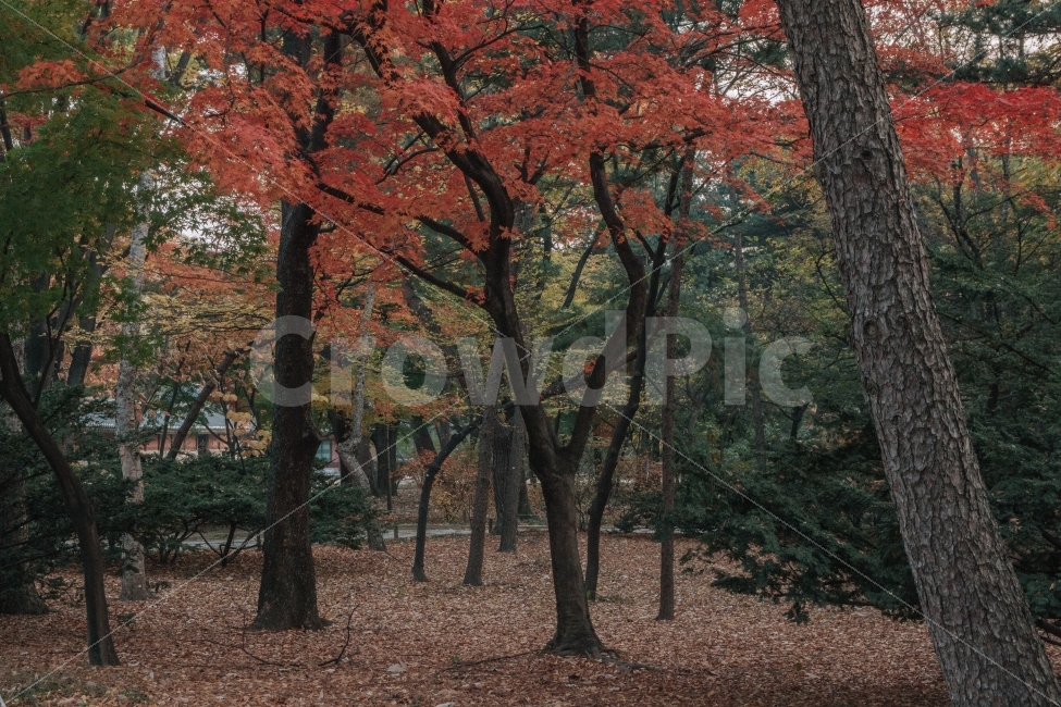 가을,종묘,전통,단풍,은행,나무,자연,감성,길,korea,seoul,koreatraditional,autumn,fall,낙엽,겨울,가을,계절,fall,autumn,season,식물,자연,plants,nature,나무,trees,wood,tree,plant,tree trunk,나무 줄기,maple