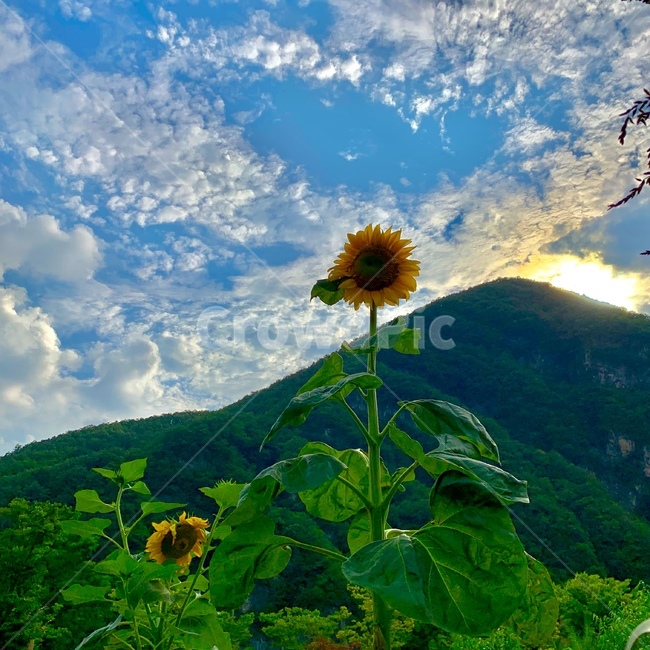 해바라기,여름,꽃,하늘,풍경,sunflower,summer,sky,landscape