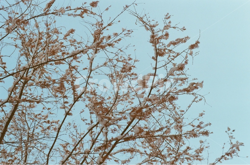 나무,겨울,하늘,풍경,감성,자연,겨울,계절,winter,season,식물,자연,plants,nature,나무,trees,wood,감성,sensible,feeling