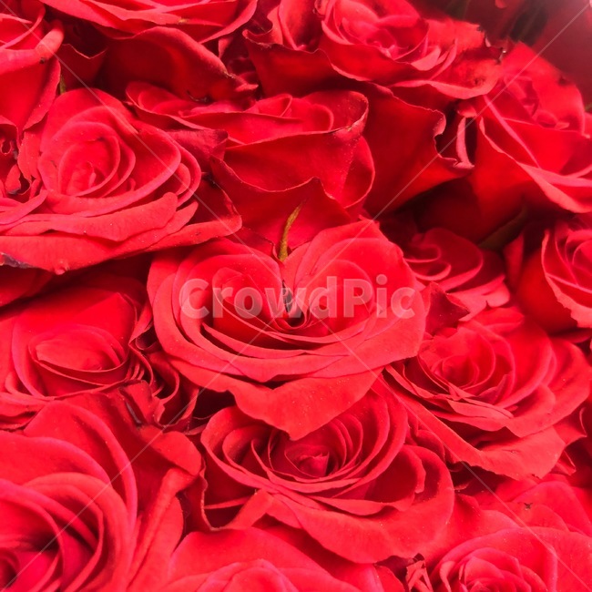 장미꽃,하트장미꽃,장미꽃다발,장미100송이,빨간장미,꽃,flower