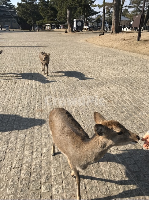사슴,나라사슴공원,순한동물,오사카나라사슴공원,일본사슴,동물,animal,포유류,mammal