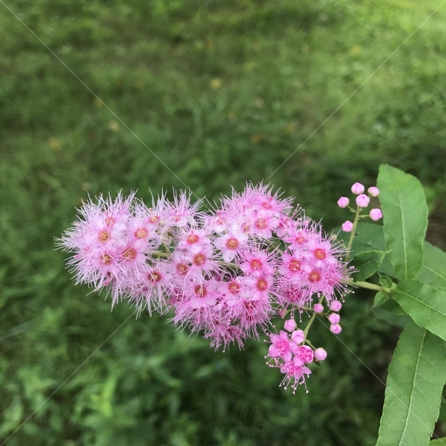 꼬리조팝나무,개쥐땅나무,붉은조록싸리,조팝나무,분홍꽃,WillowleafSpiraea,장미과,낙엽활엽수,식용,야생화,식물,꽃,Flower,나무,Tree,식물,자연,plants,nature,꽃,flower
