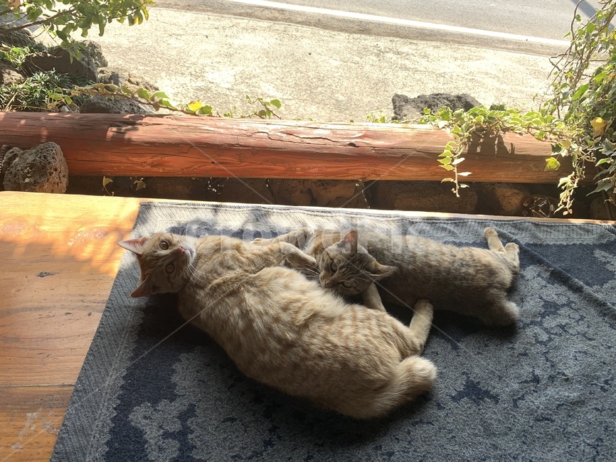 고양이,감성,cat,동물,고양이들,동물,animal,포유류,mammal,고양이,cat,kitten,kitty