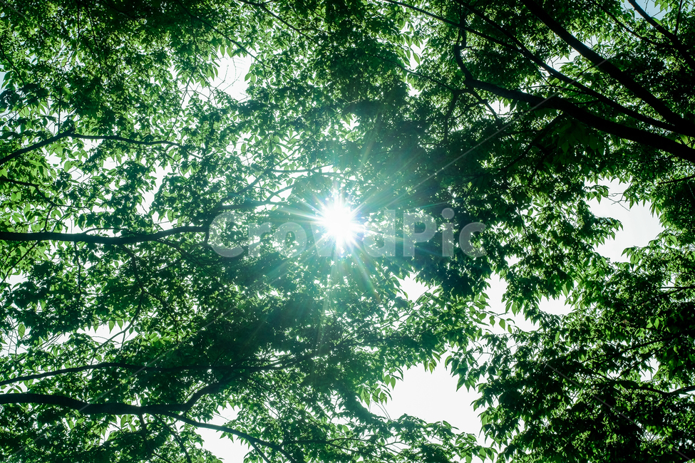 초록,여름,풀떼기,나무,푸르름,초록색,green,자연,잡초,자연,풍경,nature,landscape,light,빛,flare,플레어,sunlight,햇빛
