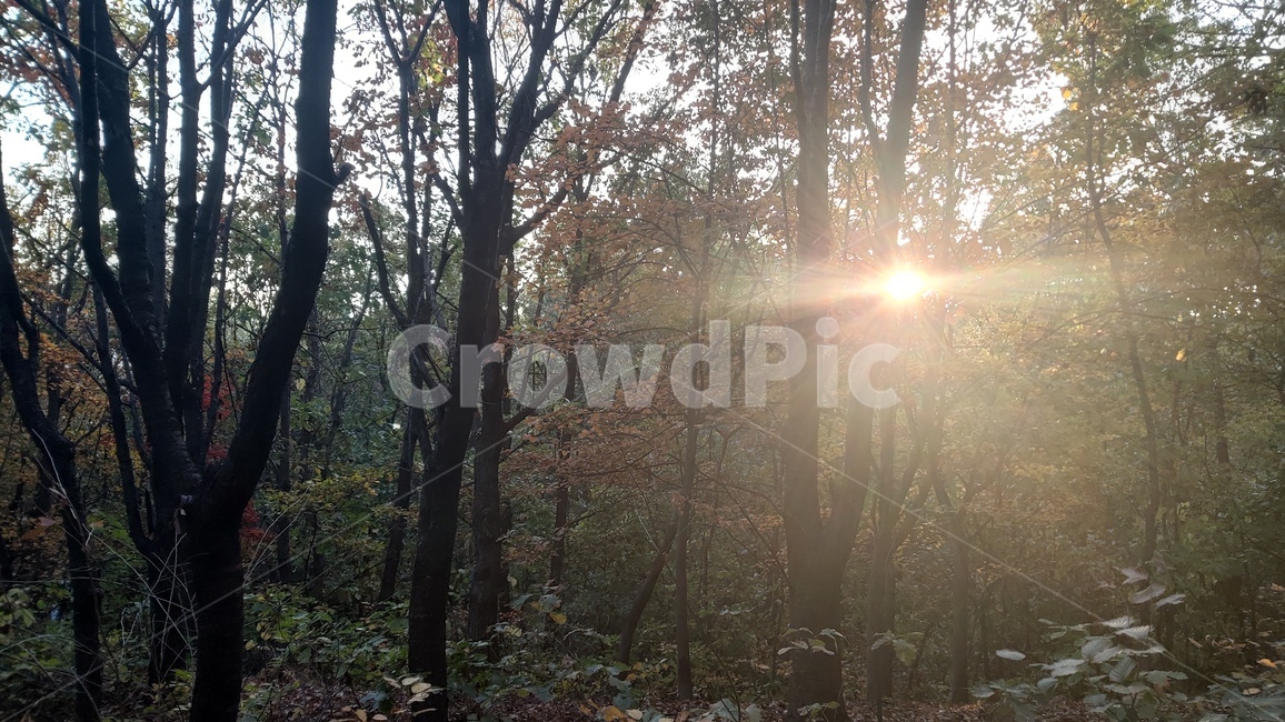 초안산,산,자연,풍경,가을,단풍,choansan,mountain,nature,landscape,autumncolors,나무,trees,wood