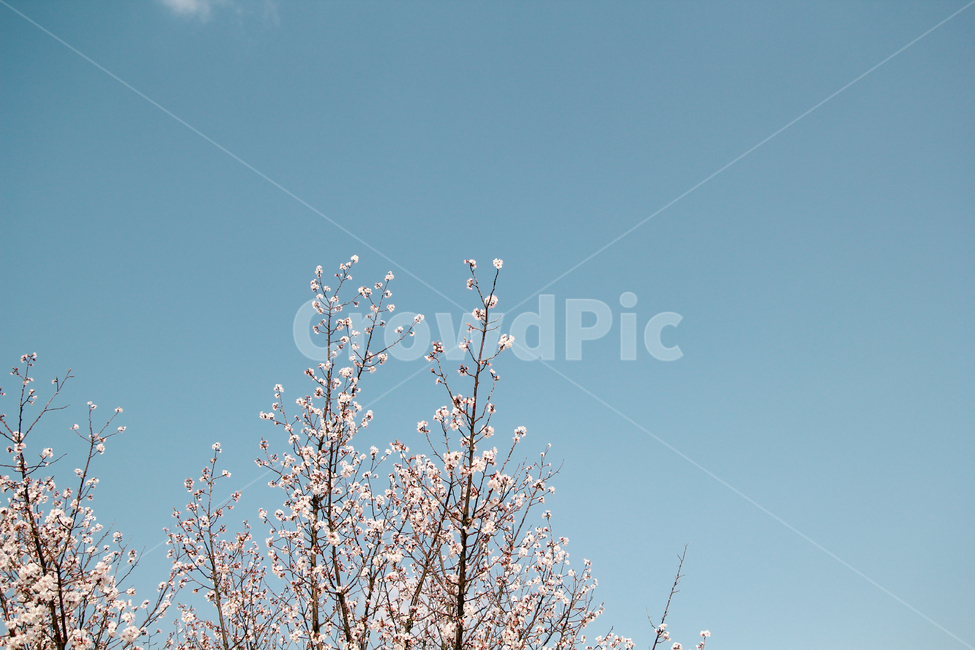 봄,꽃,벚꽃,감성사진,풍경,하늘,봄,계절,spring,season,식물,자연,plants,nature,꽃,flower,감성,sensible,feeling,plant,blossom