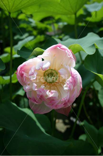 연꽃,식물,flower,plants,nature,꽃,수생식물,연못,식물,자연,plants,nature,꽃,flower