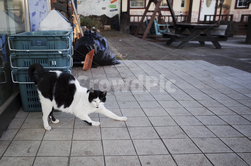 cat,고양이,animal,동물,pet,mammal,포유류,길고양이,얼룩,얼룩무늬,white,black,street,야생,wild,동물,animal,포유류,mammal,고양이,cat,kitten,kitty
