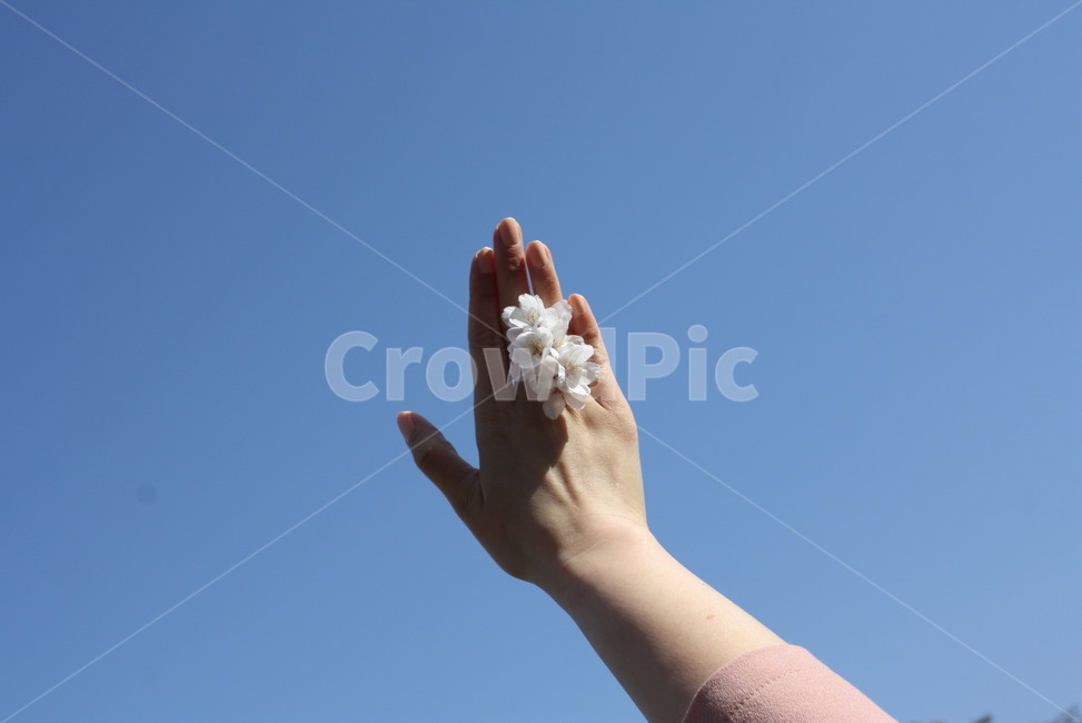 벚꽃,하늘,꽃반지,손,여자손,봄,계절,spring,season,사람,인물,인간,human,person,신체일부,몸,body,nature,자연