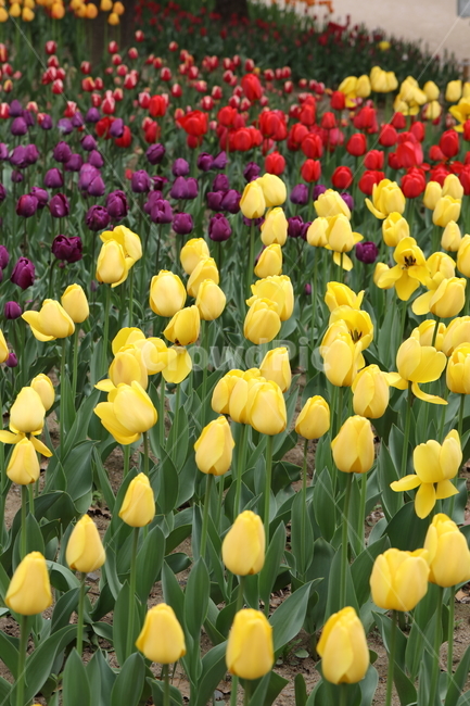 꽃,튤립,봄,공원,자연,계절,색깔,꽃밭,풍경,flowers,tulips,spring,park,field,season,colors,colorful,landscape,nature,봄,계절,spring,season,식물,자연,plants,nature,꽃,flower,plant,blossom