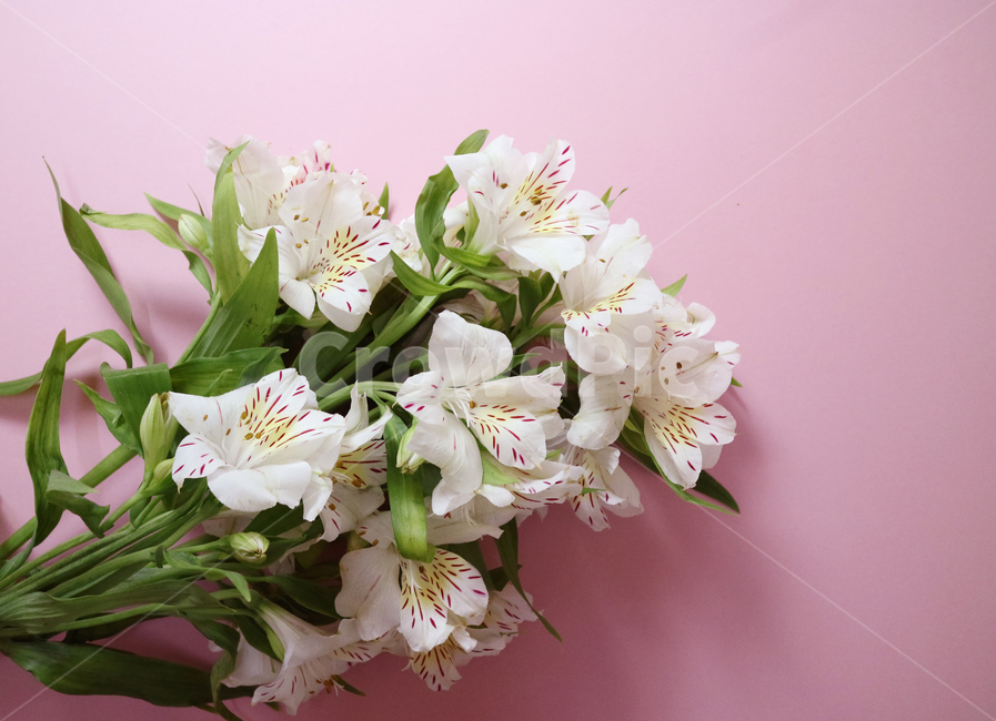 꽃,꽃다발,흰꽃,하얀꽃,백그라운드,배경,배경이미지,식물,부케,아름다움,보테니컬,꽃,flower