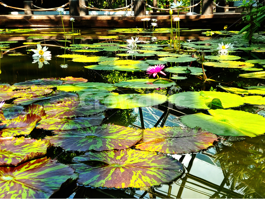 plant,식물,백합,lily,flower,꽃,blossom,연꽃,연,호수,수면,수중식물
