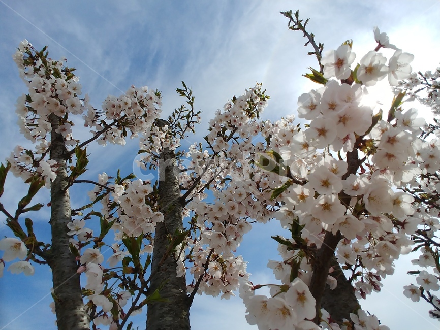 벚꽃,아름다운,봄,경치,하늘,봄,계절,spring,season,plant,식물,flower,꽃,blossom,cherry blossom