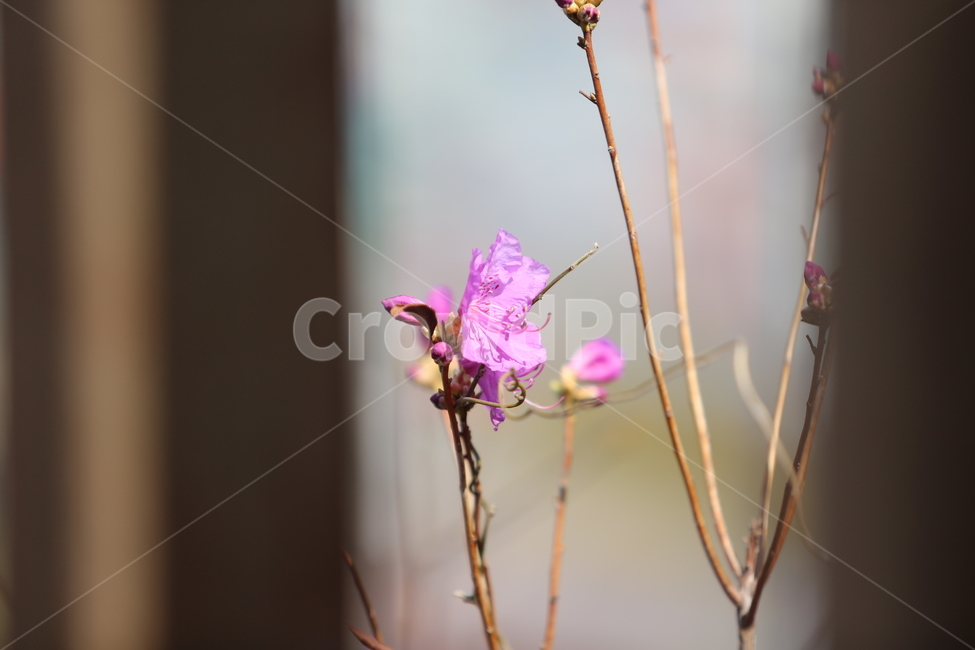 4월,봄,벚꽃,개나리,꽃,봄,계절,spring,season,식물,자연,plants,nature,꽃,flower