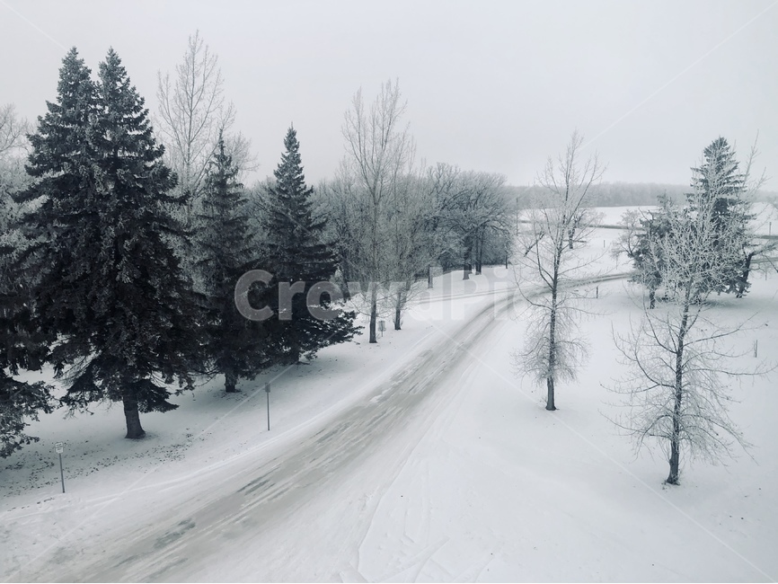 길,겨울,풍경,눈길,winter,tree,way,road,cold,sky,하늘,가로수길,겨울,계절,winter,season,자연,풍경,nature,landscape,나무,plant,식물,fir,전나무