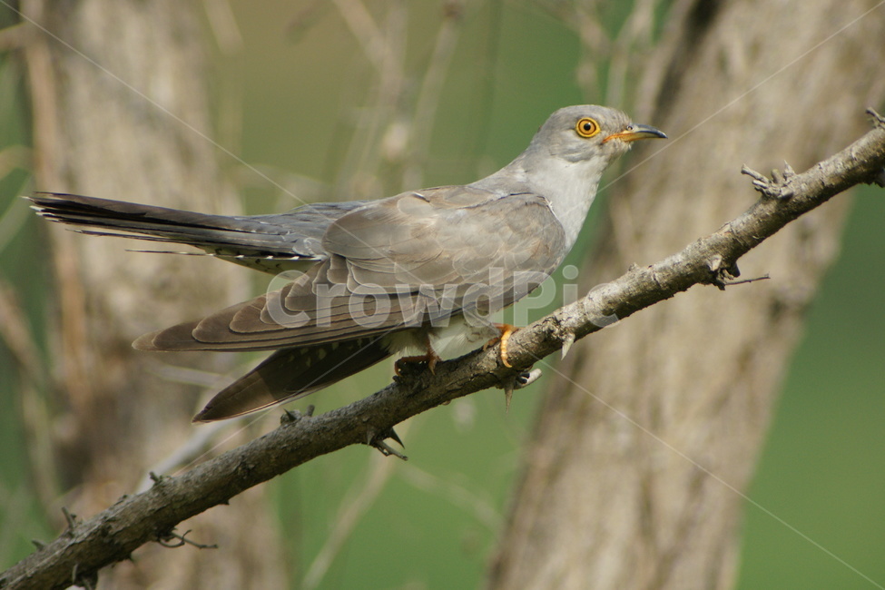 뻐꾸기,조류,철새,새,응시,동물,animal,조류,새,birds