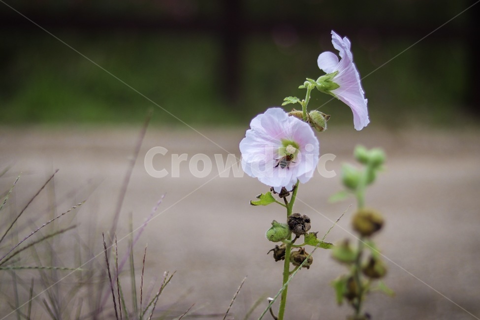 blossom,꽃,벌,geranium,제라늄,plant,식물,flower,식물,자연,plants,nature,꽃,flower