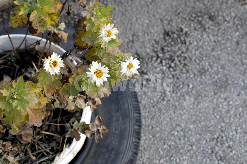 plant,식물,자연,꽃,국화,흰국화,늦가을,fall,flower,가을꽃,식물,자연,plants,nature,꽃,flower