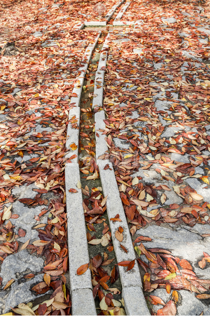 낙엽,가을,감성,패턴,무늬,배수로,선,가을,계절,fall,autumn,season,plant,식물,leaf,잎,ground,바닥