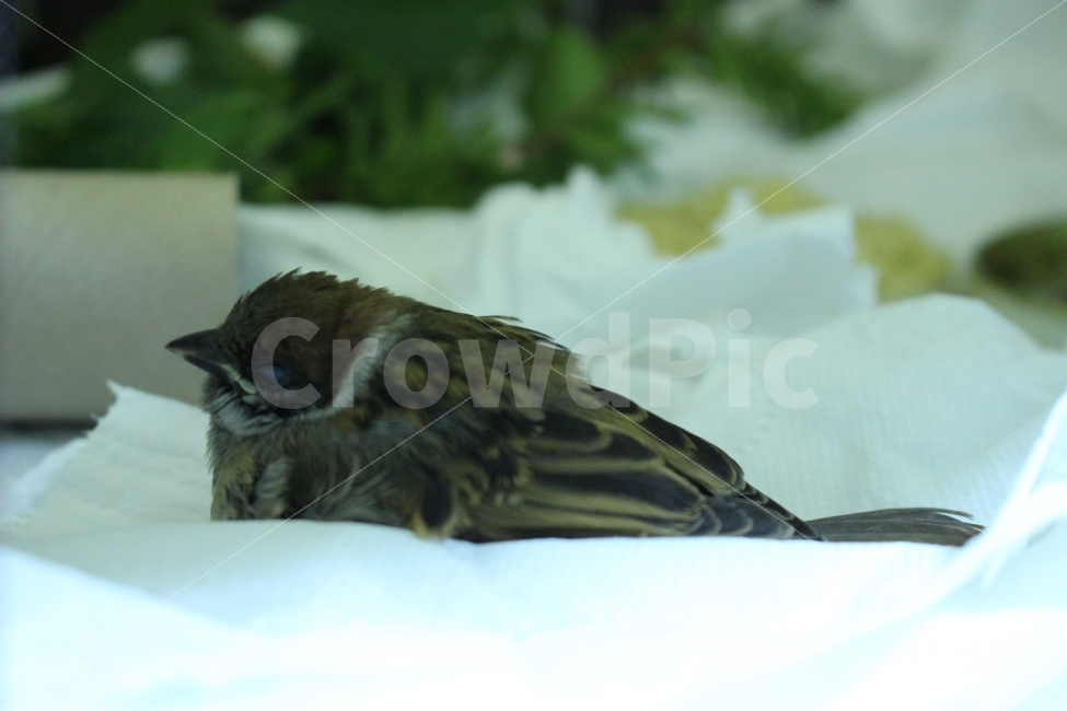 참새,새,bird,동물,pet,애완동물,동물,animal,조류,새,birds