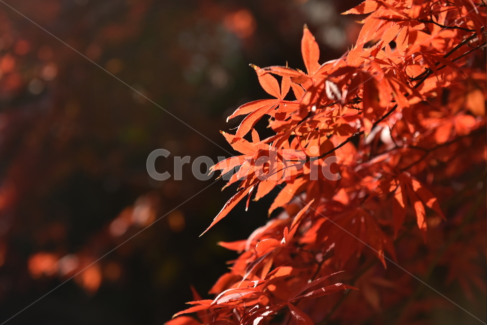 가을,단풍,낙엽,감성,나무,가을,계절,fall,autumn,season,식물,자연,plants,nature,plant,leaf,잎,tree,maple