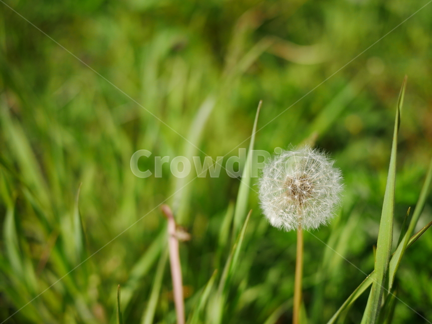 민들레,민들레홀씨,plant,식물,flower,초록