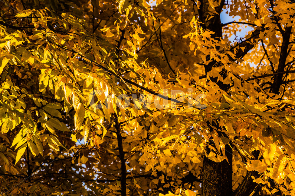 단풍,단풍나무,가을단풍,단풍잎,maple,foliage,가을,계절,fall,autumn,season,leaf,잎,plant,식물,tree,나무