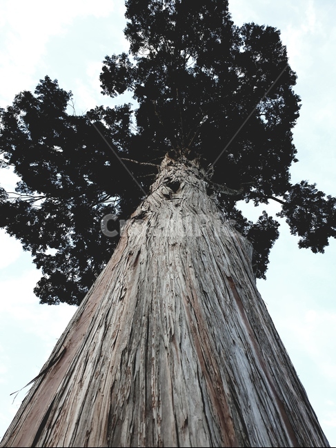 나무,tree,식물,plant,야외,식물,자연,plants,nature,나무,trees,wood