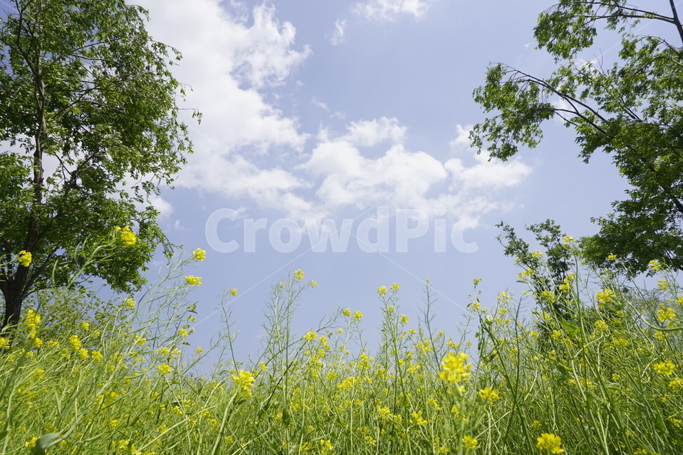 여수,자연,풍경,하늘,유채꽃,sky,nature,naturescape,꽃밭,구름,봄,계절,spring,season,자연,풍경,nature,landscape,grassland,목초지,field,들,outdoors,옥외,rural,농촌,farm,농장,meadow