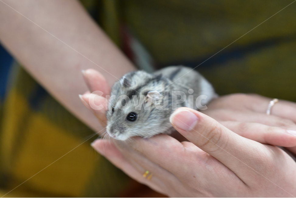 햄스터,동물,애완동물,포유류,펫,귀여움,귀여운,hamsters,mammals,pets,pet,cute,동물,animal,포유류,mammal
