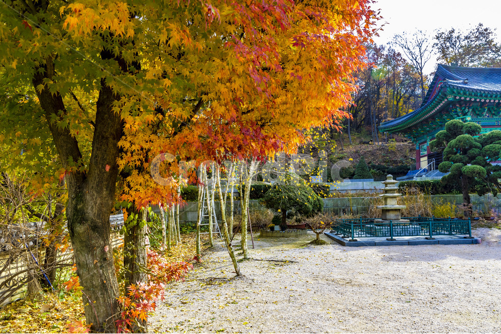 가을,계절,자연,감성,단풍,낙엽,사찰,보광사,나무,plant,tree,서정,가을낭만,식물,잎,maple,가을,계절,fall,autumn,season,식물,자연,plants,nature