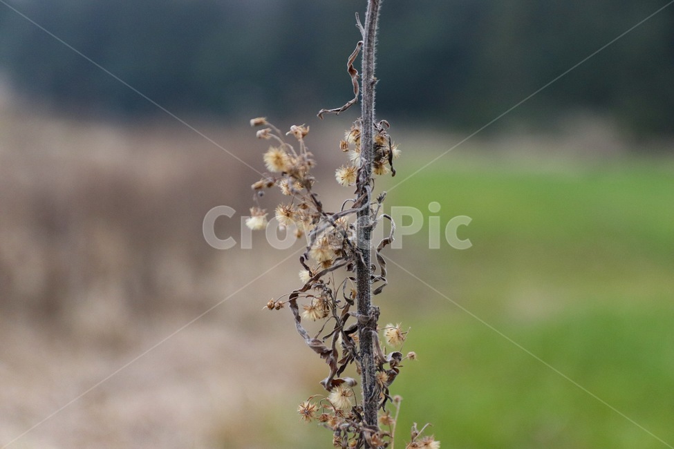 꽃,풀,식물,flower,plant,식물,자연,plants,nature,꽃,flower