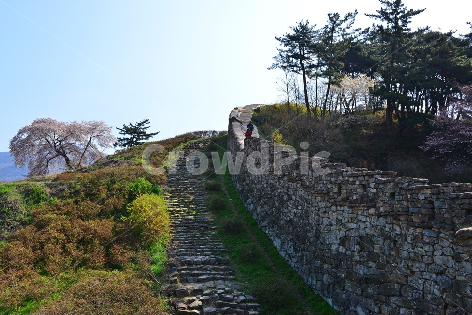 nature,자연,outdoors,옥외,경치,경관,풍경,고창,고창읍성,모양성,고창읍성봄,봄,계절,벚꽃,꽃