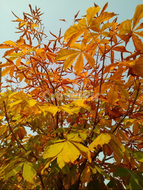 가을,단풍,낙엽,maple,plant,식물,단풍나무,단풍잎,leaf,잎,tree,나무,계절,fallautumnseason,가을단풍,자연,풍경,경치,가을,계절,fall,autumn,season,식물,자연,plants,nature,나무,trees,wood