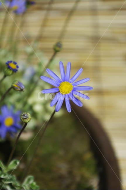 청화국,꽃,flower,식물,plant,color,식물,자연,plants,nature,꽃,flower
