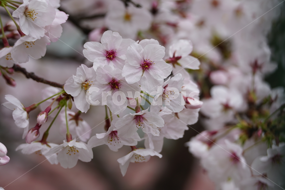 벚꽃,꽃,flower,식물,blossom