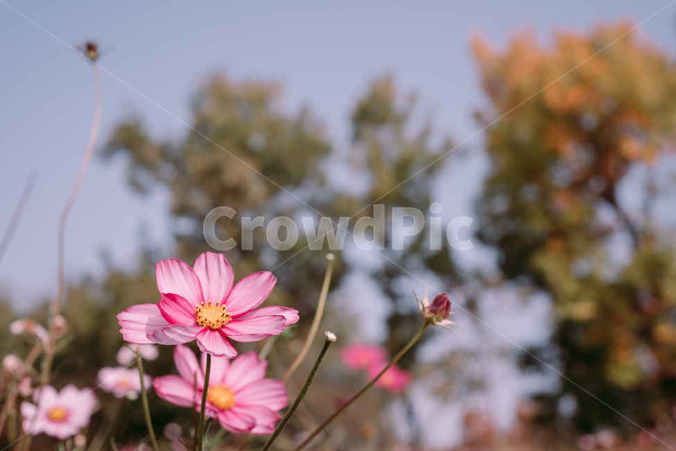 tree,나무,식물,treetrunk,나무줄기,숲,forest,코스모스,가을,fall,autume,flower,blossom,꽃,petal,꽃잎,plant,가을,계절,fall,autumn,season,식물,자연,plants,nature,꽃,flower