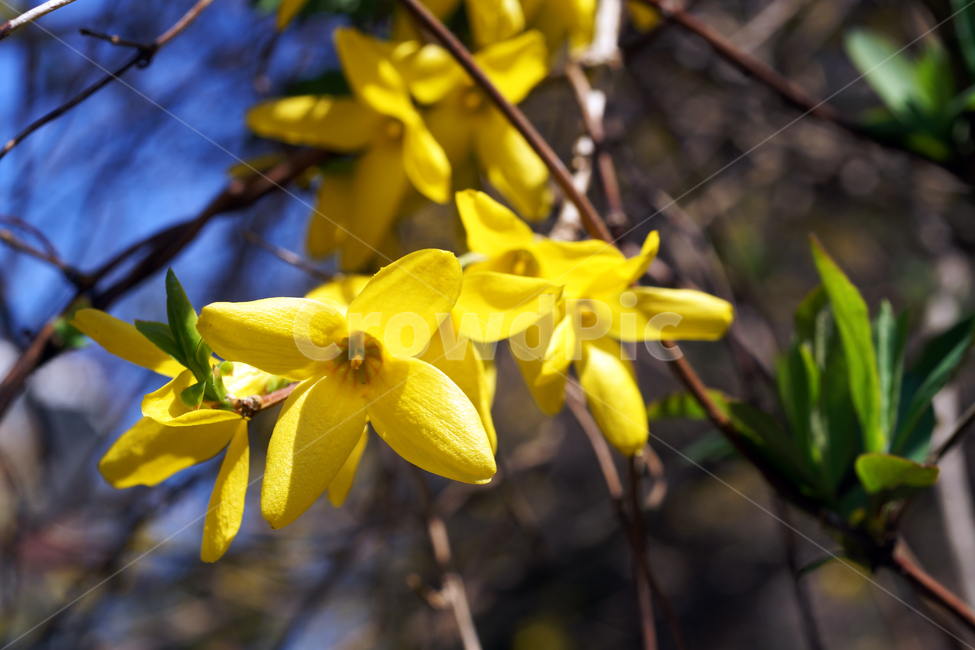 개나리,봄,노란색,식물,영춘화,꽃,봄,계절,spring,season