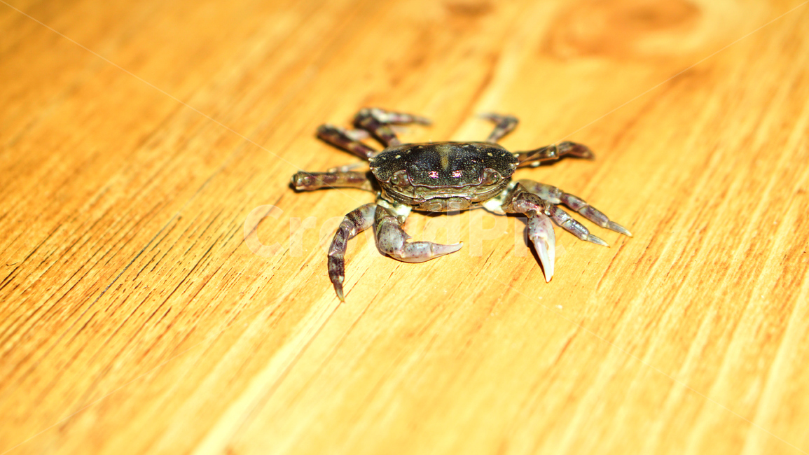 게,밤게,칠게,바다,갯벌,갯뻘,서해,접사,초접사,crap,nature,shellfish,동물,animal