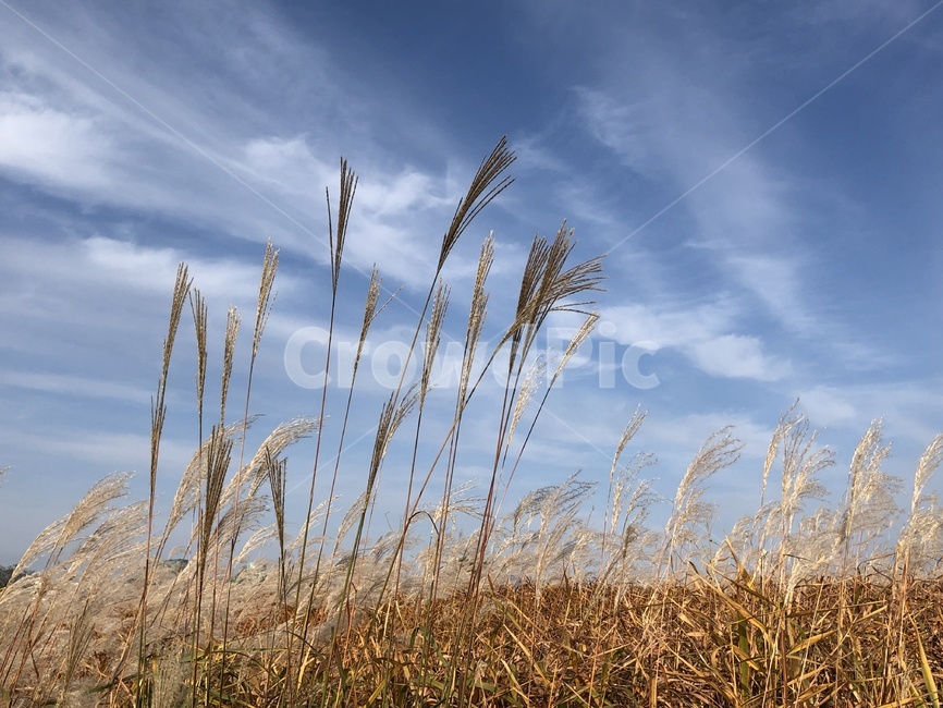 억새,가을,plant,식물,grass,잔디,식물,자연,plants,nature