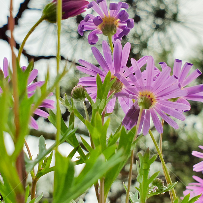 꽃,봄,들꽃,화사함,만개,식물,자연,plants,nature,꽃,flower