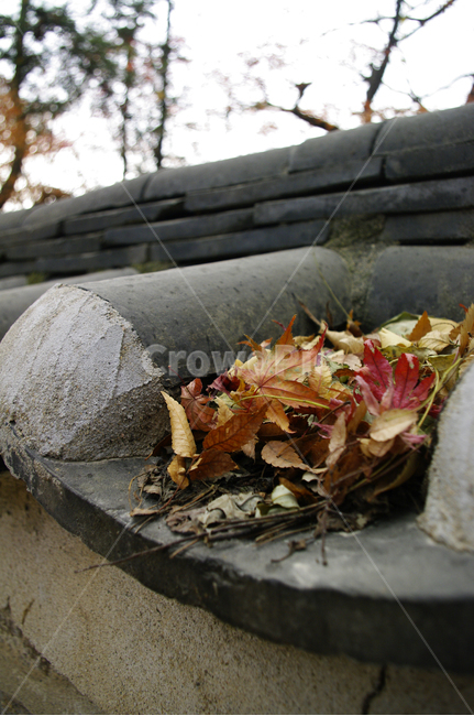 식물,plant,나무,하늘,구름,기와지붕,낙엽,가을,fall,가을,계절,fall,autumn,season,leaf,잎