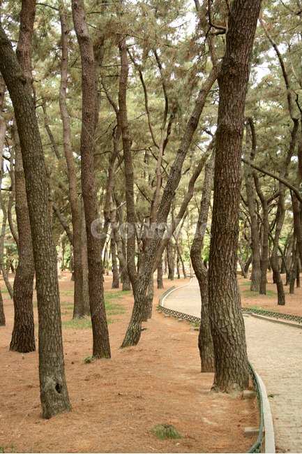 천마총,소나무,길,한국,경주,자연,풍경,nature,landscape,한국자연풍경,한국자연경관,korea nature landscape,식물,plants,나무,trees,wood,tree,plant,tree trunk,나무 줄기,vegetation,초목,woodland,삼림지,outdoors,옥외,land,땅,forest,숲