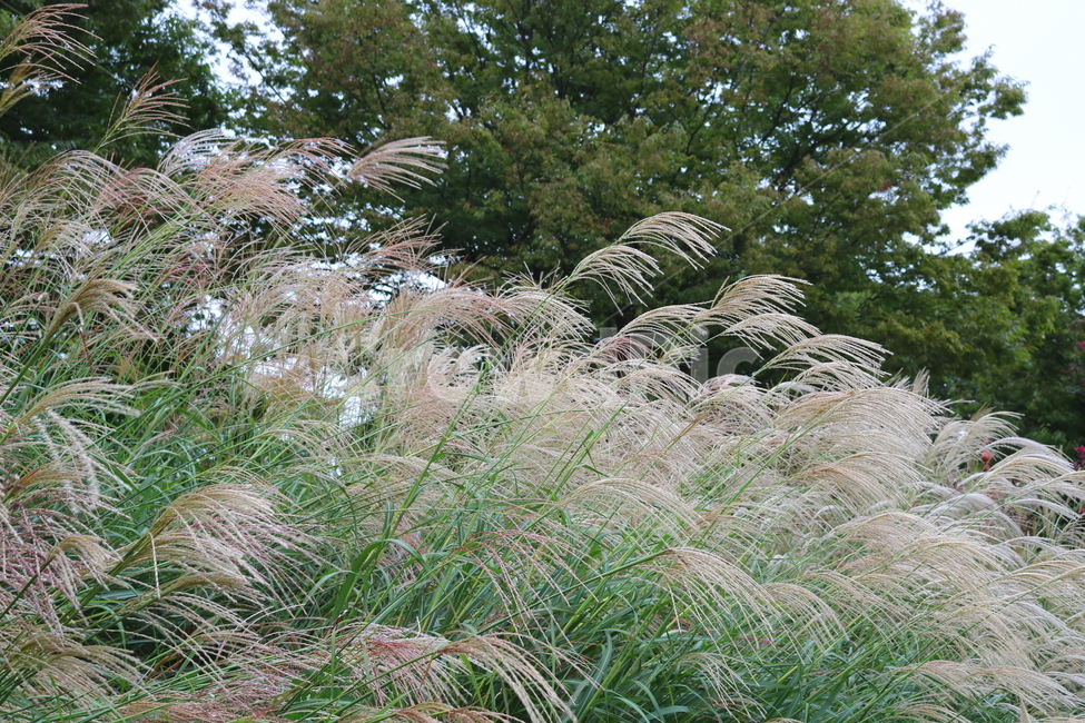 억새,풀,억새풀,식물,자연,벼과,벼과식물,들풀,두영,식물,자연,plants,nature