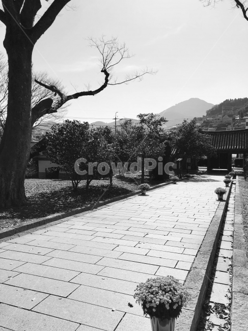 흑백,햇빛,충렬사,나무,통영,한국전통,한국문화,korean traditional,korean culture,랜드마크,landmark,tourist attraction,한국랜드마크,한국관광지,한국명소,korea landmark,korea tourist attraction,흑백,모노톤,monochrome,black and white