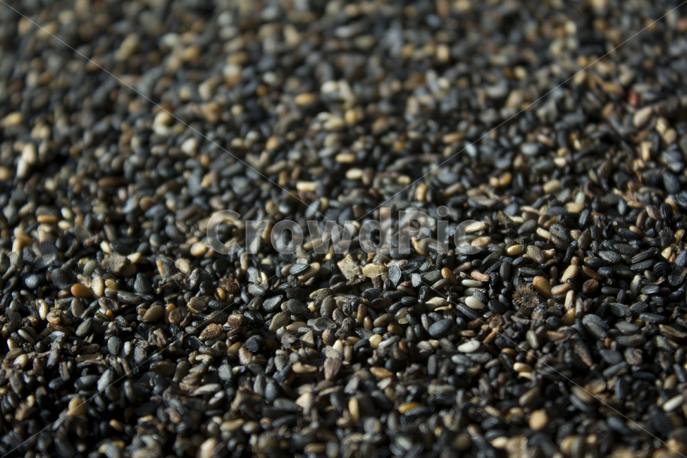 closeup,dry,dummy,food,grain,macro,meal,natural,nature,organic,plant,seed,seeds,sesame,sesameseed,sesameseeds,깨,참깨,곡식,곡류,음식,음식재료,식재료,식물,씨앗,씨,말린,말리는,건조,자연,클로즈업,깨소금,농작물,농촌,농사,검정,블랙,검은색,black,검은깨,아웃포커스,포커스아웃,블러,음식,식재료,요리,food,cook,meal,dishes,food reserves,곡류,곡식,cereals