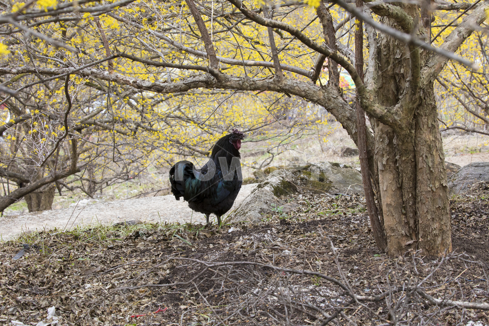 animal,poultry,새,fowl,동물,chicken,bird,자연,풍경,경치,식물,나무,꽃나무,약용식물,산수유,노란,노란꽃,계절,봄,봄꽃,시골,마을,동네,닭,촌닭,암탉,장닭,가금류,동물,animal,조류,새,birds